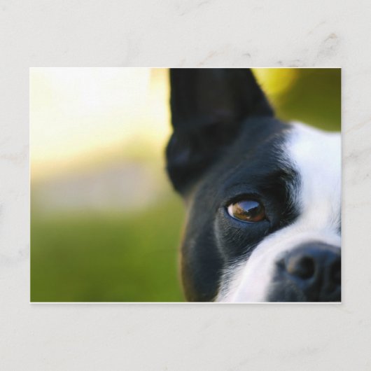 Boston Terrier Briefkaart (Voorkant)