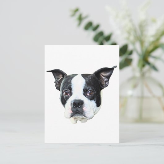 Boston Terrier Briefkaart (Staand voorkant)