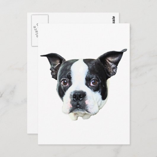 Boston Terrier Briefkaart (Voorkant / Achterkant)