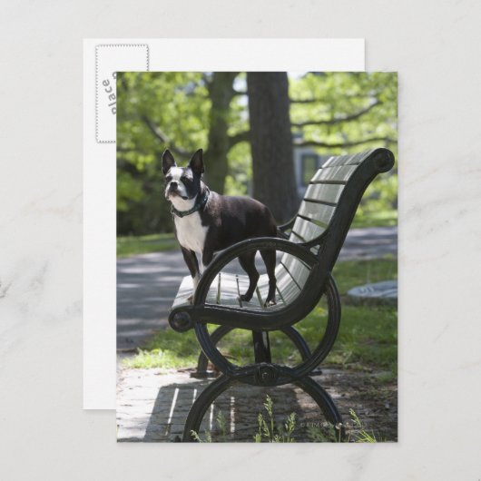 Boston Terrier Briefkaart (Voorkant / Achterkant)