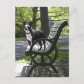 Boston Terrier Briefkaart (Voorkant)