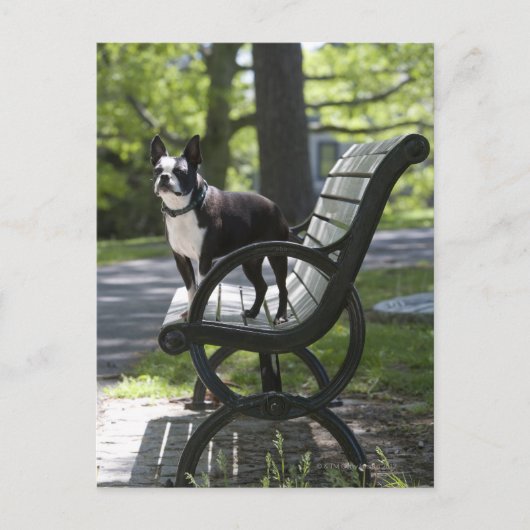 Boston Terrier Briefkaart (Voorkant)