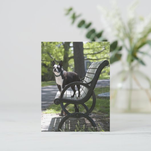 Boston Terrier Briefkaart (Staand voorkant)