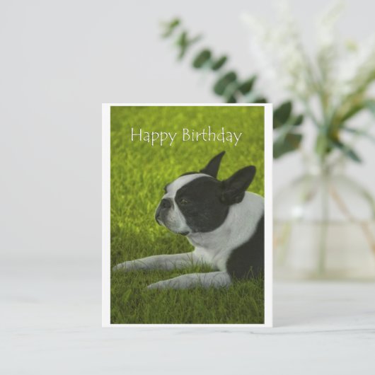 Boston Terrier Briefkaart (Staand voorkant)