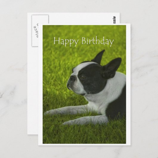Boston Terrier Briefkaart (Voorkant / Achterkant)