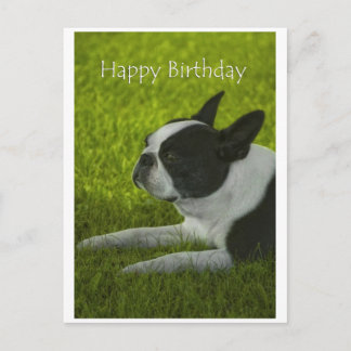 Boston Terrier Briefkaart