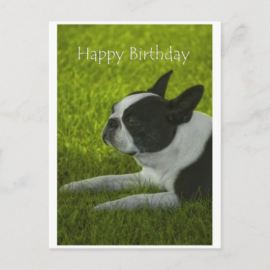 Boston Terrier Briefkaart (Voorkant)