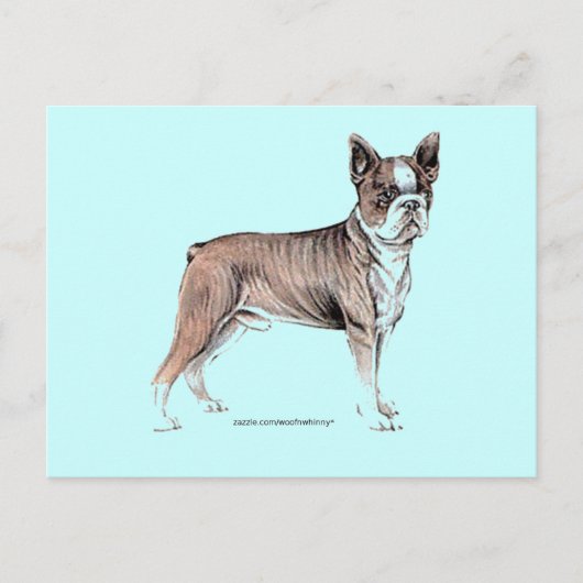 Boston Terrier Briefkaart (Voorkant)