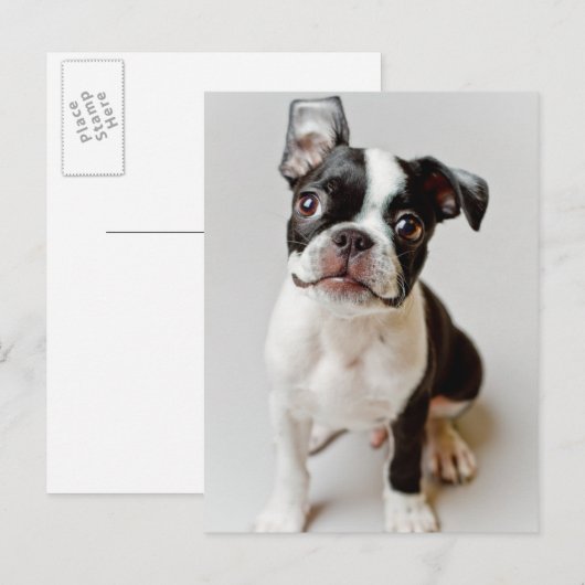 Boston Terrier Briefkaart (Voorkant / Achterkant)
