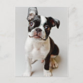 Boston Terrier Briefkaart (Voorkant)