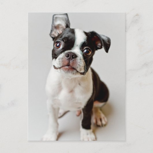 Boston Terrier Briefkaart (Voorkant)