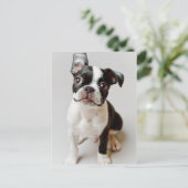 Boston Terrier Briefkaart (Staand voorkant)