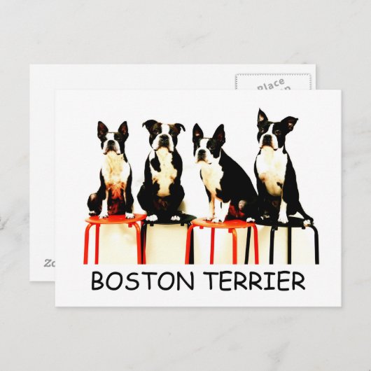 BOSTON TERRIER BRIEFKAART (Voorkant / Achterkant)
