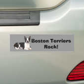 Boston Terrier Buddies Bumpersticker (Op auto)