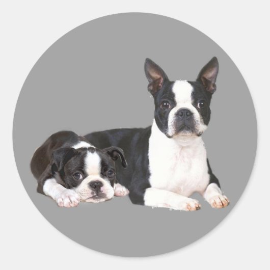 Boston Terrier Buddies Sticker (Voorkant)