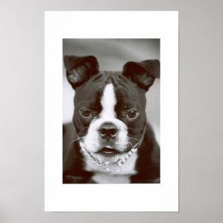 Boston Terrier/"Buster-Capone" Poster