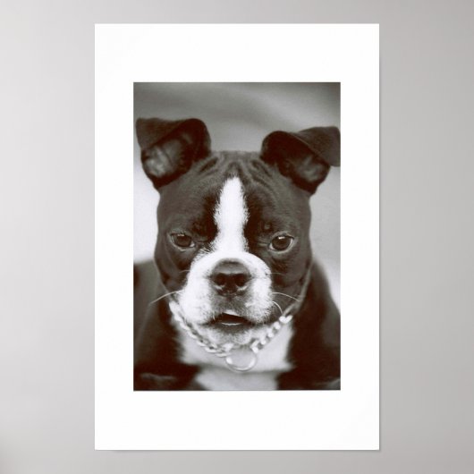 Boston Terrier/"Buster-Capone" Poster (Voorkant)
