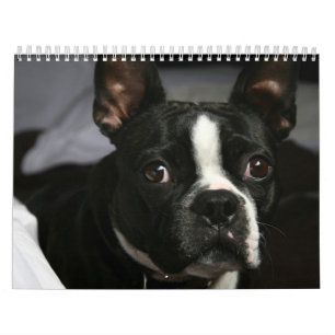 Boston Terrier Calendar 2009 Kalender