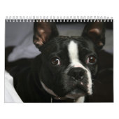 Boston Terrier Calendar 2009 Kalender (Hoes)