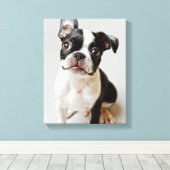 Boston Terrier Canvas Afdruk (Insitu (Houten vloer))