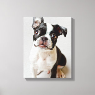Boston Terrier Canvas Afdruk
