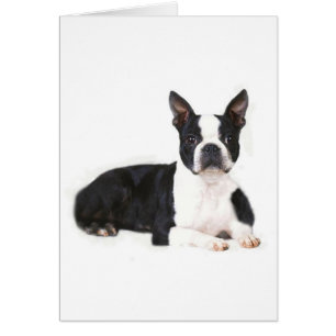 Boston Terrier Card