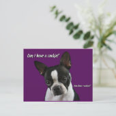 Boston Terrier:  Cookie alsjeblieft? Briefkaart (Staand voorkant)