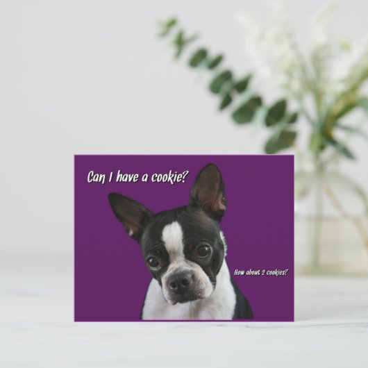 Boston Terrier:  Cookie alsjeblieft? Briefkaart (Staand voorkant)