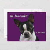 Boston Terrier:  Cookie alsjeblieft? Briefkaart (Voorkant / Achterkant)