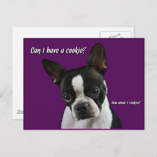 Boston Terrier:  Cookie alsjeblieft? Briefkaart (Voorkant / Achterkant)