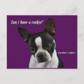 Boston Terrier:  Cookie alsjeblieft? Briefkaart (Voorkant)