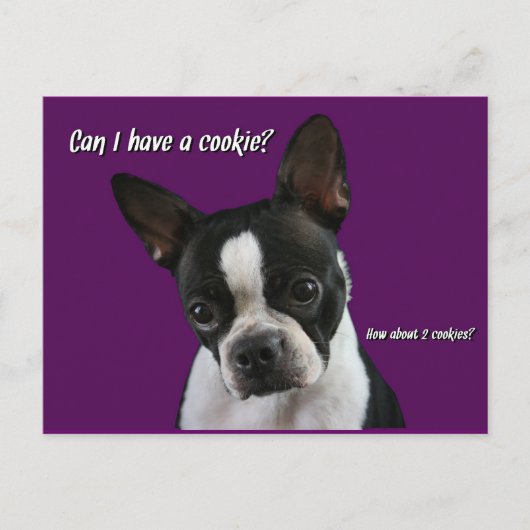 Boston Terrier:  Cookie alsjeblieft? Briefkaart (Voorkant)