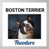 Boston Terrier Custom Dog Poster (Voorkant)