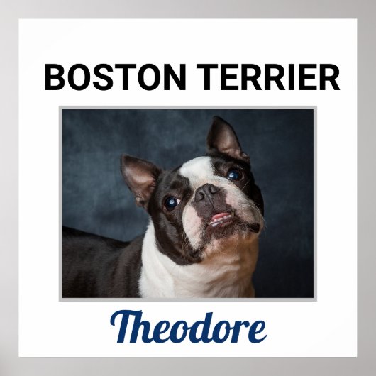 Boston Terrier Custom Dog Poster (Voorkant)