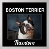 Boston Terrier Custom Dog Poster (Voorkant)