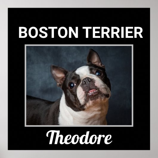 Boston Terrier Custom Dog Poster (Voorkant)
