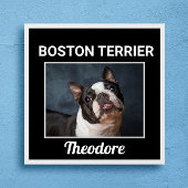 Boston Terrier Custom Dog Poster
