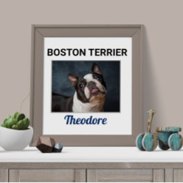 Boston Terrier Custom Dog Poster