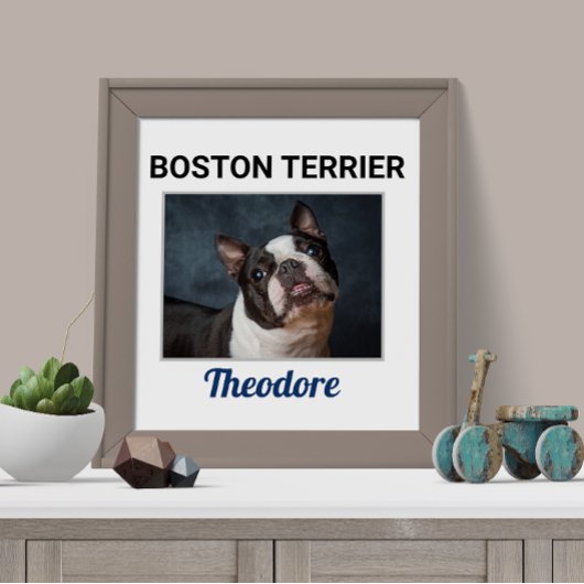 Boston Terrier Custom Dog Poster