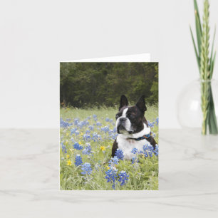 Boston Terrier die op een gebied van Blauwe Kaart