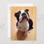 Boston Terrier Dog Briefkaart (Voorkant / Achterkant)