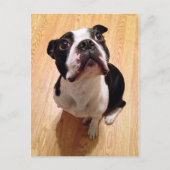 Boston Terrier Dog Briefkaart (Voorkant)