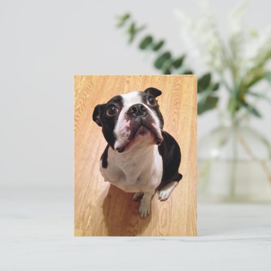 Boston Terrier Dog Briefkaart (Staand voorkant)
