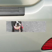Boston Terrier Dog Bumpersticker (Op auto)