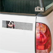 Boston Terrier Dog Bumpersticker (Op Truck)