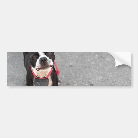 Boston Terrier Dog Bumpersticker (Voorkant)