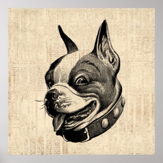 Boston Terrier Dog Cute Pet Dog Antiek Art Poster (Voorkant)