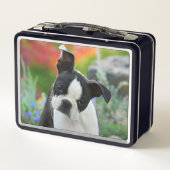 Boston Terrier Dog Cute Puppy Animal Head Foto ... (Achterkant)
