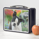 Boston Terrier Dog Cute Puppy Animal Head Foto ... (In situ)
