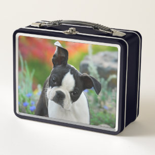 Boston Terrier Dog Cute Puppy Animal Head Foto ...
